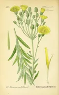 Ястребинка зонтичная (Hierácium umbellatum). Ботаническая иллюстрация.