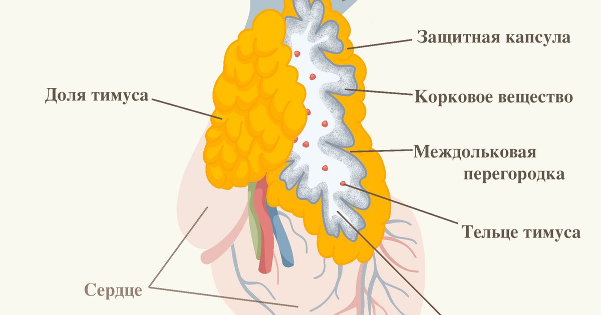 Фото тимуса человека