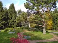 Дендрологический сад имени С. Ф. Харитонова. Экспозиция «Японский сад». Национальный парк «Плещеево озеро» (Ярославская область)