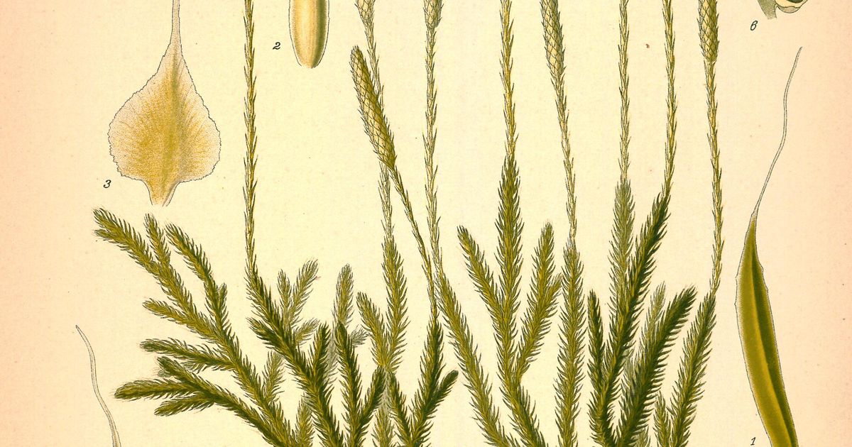 Плаун. Большая российская энциклопедия