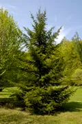 Ель сибирская (Picea obovata)