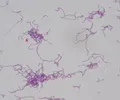Стрептококки. Streptococcus canis