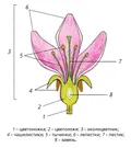 Схема строения цветка