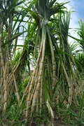 Сахарный тростник, Saccharum officinarum (Мадейра, Португалия)