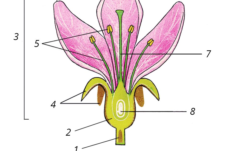 Части цветка 6 класс рисунок с подписями