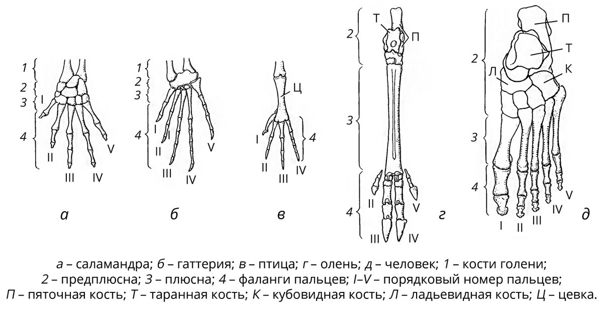 Стопа (в анатомии). Большая российская энциклопедия