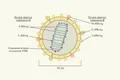 Схема строения вируса гепатита D (Deltavirus italiense)