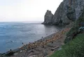 Лежбище сивучей на острове Матыкиль (Магаданская область)