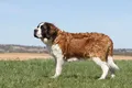 Сенбернар
