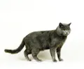 Картезианская кошка