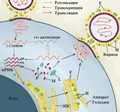 Жизненный цикл парамиксовирусов (Paramyxoviridae)