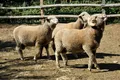 Овцы породы рамбулье