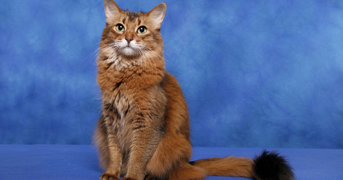 Сомалийская кошка. Большая российская энциклопедия