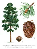 Сосна кедровая сибирская (Pinus sibirica). Ботаническая иллюстрация