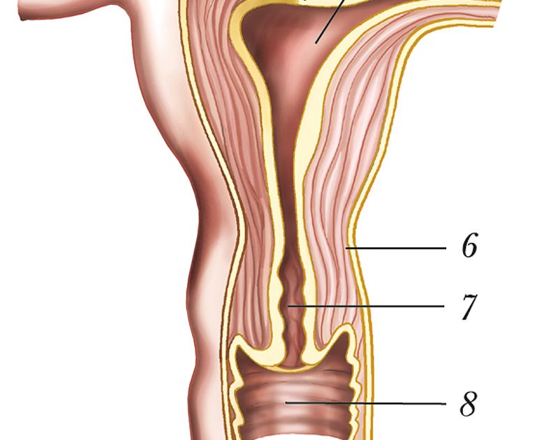 Женская матка в картинках