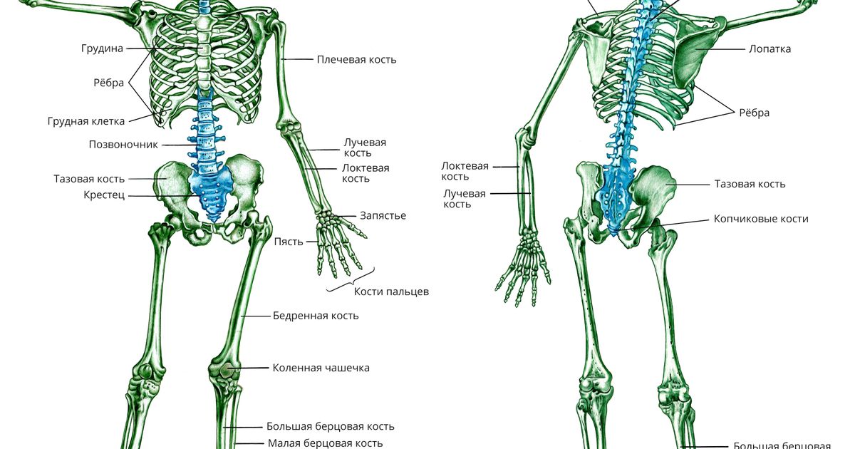 Скелет. Большая российская энциклопедия