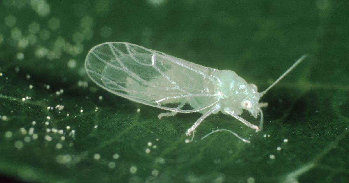 Яблонная медяница. Большая российская энциклопедия