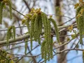 Осина (Populus tremula). Соцветия