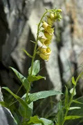 Наперстянка крупноцветковая (Digitalis grandiflora). Фото: F. Teigler / age Fotostock / Фотобанк Лори