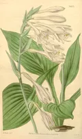 Хоста Зибольда (Hosta sieboldiana). Ботаническая иллюстрация