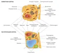Схема строения растительной и животной клеток