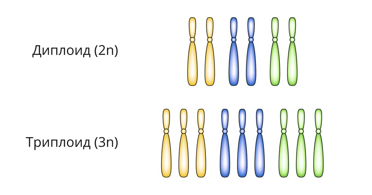 Гаплоид. Большая российская энциклопедия