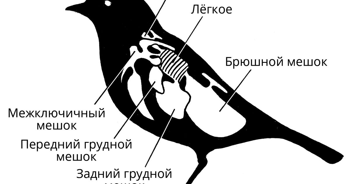 Воздушные мешки. Большая российская энциклопедия