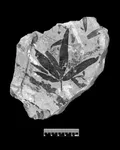 Кейтониевые. Отпечаток листа растения рода Sagenopteris на камне.