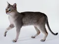 Сингапурская кошка