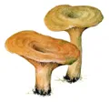 Рыжик (группа грибов)