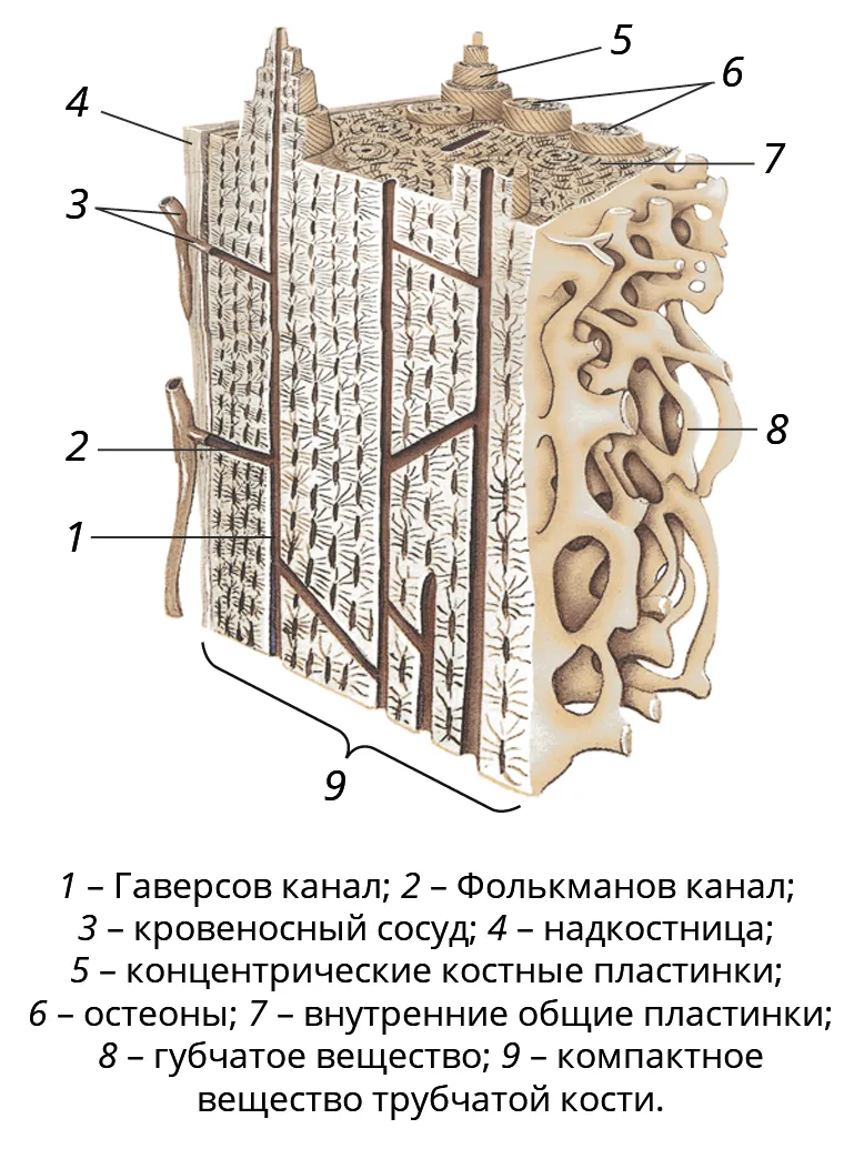 Костная ткань схема