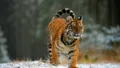Бег самки амурского тигра (Panthera tigris altaica)