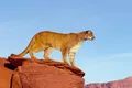 Пума (Puma concolor)