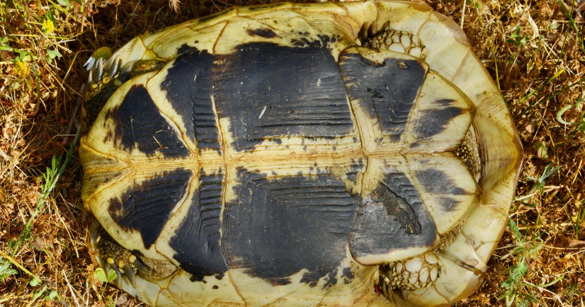 Пластрон (в биологии). Большая российская энциклопедия