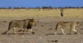 Львы (Panthera leo; самка и самец), национальной парк Этоша (Намибия)