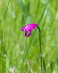 Элеорхис японский (Eleorchis japonica). Общий вид растения