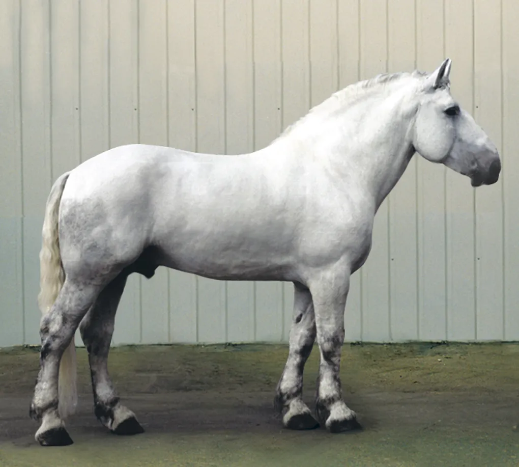 Лошадь породы першерон фото