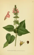 Чистец лесной (Stachys silvatica). Ботаническая иллюстрация