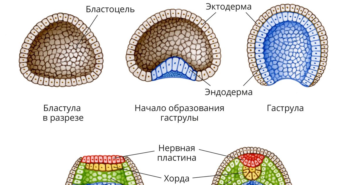 Гаструляция. Большая российская энциклопедия