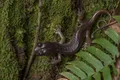 Безлёгочные саламандры