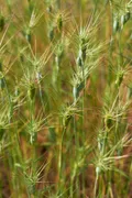 Эгилопс (Aegilops neglecta)