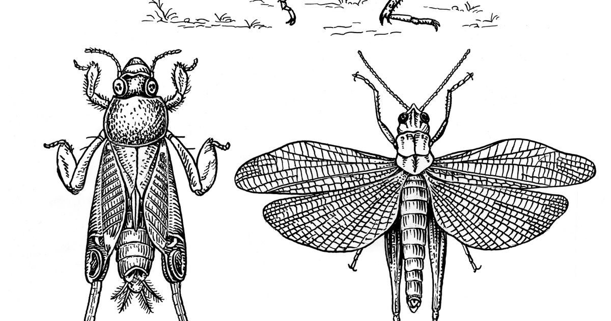 Прямокрылые. Большая российская энциклопедия