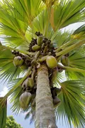 Сейшельская пальма (Lodoicea maldivica)