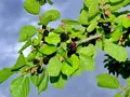 Шелковица (Morus)
