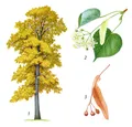 Липа мелколистная (Tilia cordata). Ботаническая иллюстрация