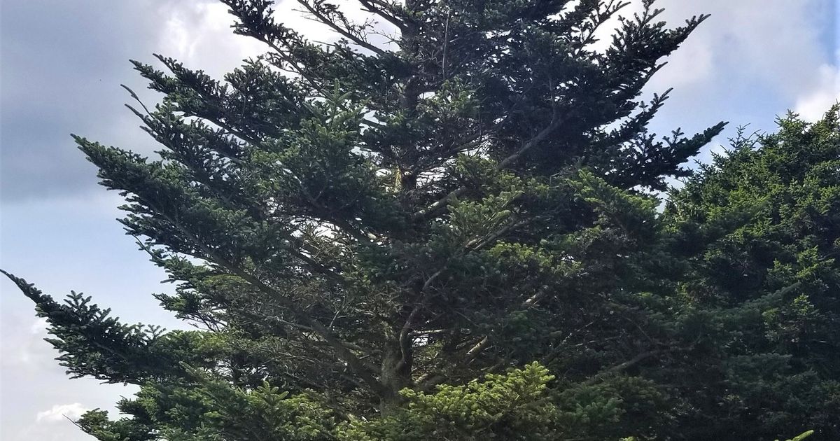 Пихта Фразера. Большая российская энциклопедия