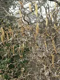 Лещина обыкновенная 'Конторта' (Corylus avellana 'Contorta')