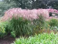 Мискантус китайский 'Фламинго' (Miscanthus sinensis 'Flamingo')