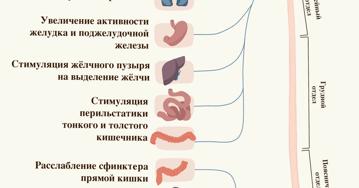 Парасимпатическая нервная система. Большая российская энциклопедия