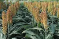 Сорго (Sorghum)